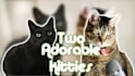 create cat ugc video ads for tiktok instagram and brands