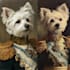 create a custom royal pet portrait in high quality