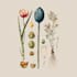 paint watercolour botanical illustration
