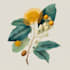 line art illustrations, botanical flowers, plants