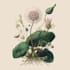 illustrate botanical and linocut vector art