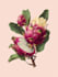 do botanical and anatomical scientific illustrations