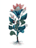 draw botanical illustration with scientific focus
