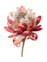 do water colour botanical illustrations