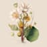 make realistic scientific, anatomical botanical illustration