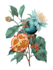 draw an original botanical design