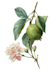 do botanical illustration with scientific focus