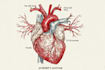 draw exercise, medical and anatomy illustrations