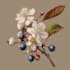 paint watercolour botanical illustrations
