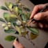 draw botanical illustrations of flowers