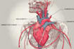 draw exercise, medical and anatomy illustrations