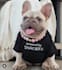 create authentic pet ugc videos with my french bulldogs