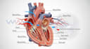 create 3d medical anatomy illustration and explainer animations