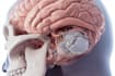 make highly customised medical and anatomy illustrations