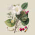 draw flowers, trees or botanical illustration