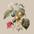 make a beautiful vintage botanical illustration poster