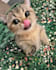 cat photo 4k premium
