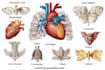 draw exercise, medical and anatomy illustrations