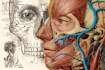 create medical and anatomical illustrations