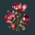 botanical illustration with scientific focus