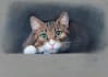create a realistic coloured pencils portrait of your pet