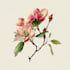 do a watercolor botanical illustration