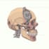 draw detailed medical illustrations