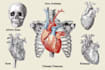draw exercise, medical and anatomy illustrations