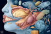 draw detailed medical illustrations