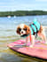 create ugc with my cavalier king charles spaniel, frankie