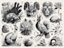 draw black and white illustrations