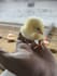 your poultry farm management and record keeping