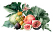 draw botanical illustration of flower illustration
