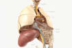 create 2d medical anatomy illustrations and animations