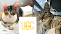 create cute and authentic ugc videos with my cats