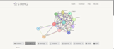 analyze lncrna expression and pathways using gepia2 string enrichr genemania