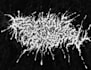 design a heavy grindcore logo for merch