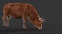 create quality 3d animal animation, 3d cgi animal animation, 3d animal rigging