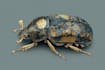 draw scientific animals, encyclopedia book illustrations