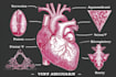draw exercise, medical and anatomy illustrations