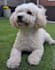 deliver engaging, scroll stopping dog ugc video content and authentic photos