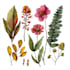 do a watercolor botanical illustration