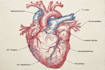 draw exercise, medical and anatomy illustrations