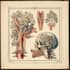 draw botanical and anatomical scientific illustrations