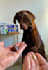 create engaging high quality pet ugc