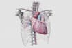 do professional medical illustrations