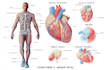 draw exercise, medical and anatomy illustrations