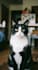 create a funny talking and singing pet video for birthdays or special occasions