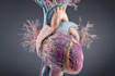 create your 3d medical anatomy scientific biomedical