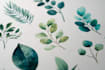 paint watercolour botanical illustrations